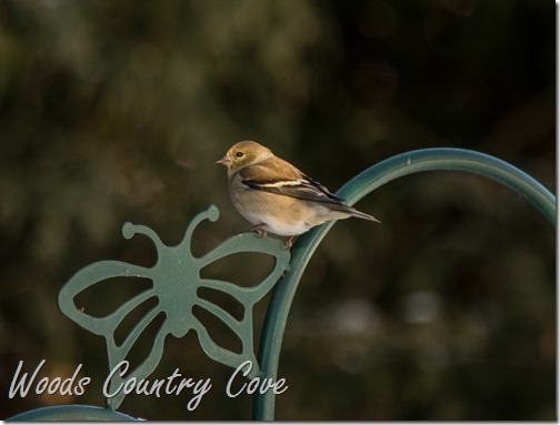 JANUARY 2016 (22 of 25)
