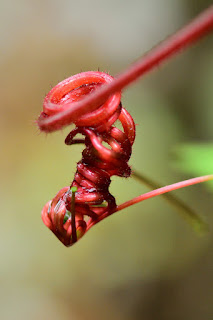 Red tendril spiral knot with bokeh background