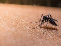 US health alert over malaria cases in Florida and Texas.