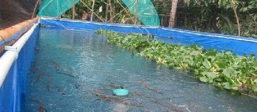 Teknik Budidaya Ikan Nila di Kolam Terpal 500 1000 di 