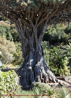 El tronco del drago milenario - The trunk of the thousand-year-old drago