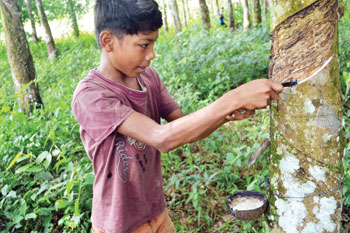 cara menyadap pohon karet