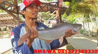 Umpan serbuk ikan patin