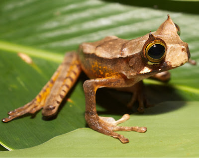 amphibians animals images 