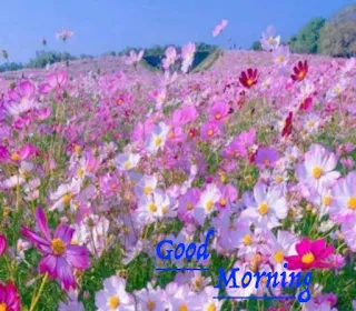 Good Morning image download, Wake up, Sunshine, Have a great day, Bright and early, Rise and shine, Greetings