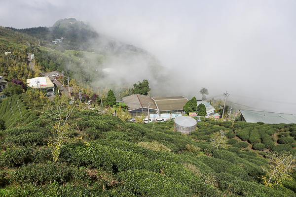 南投武岫農圃銀杏森林步道茶園、大崙山觀景台賞雲海、老K的家下午茶