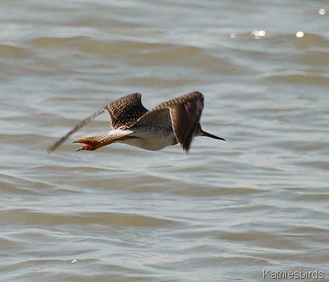 1. Yellowlegs-kab