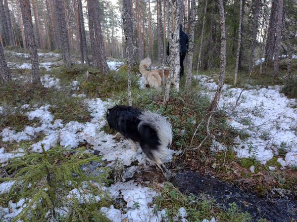 finsk lapphund leonberger