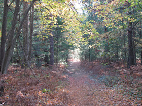 autumn trail