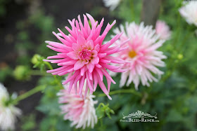 Dahlia Flowers, Bliss-Ranch.com