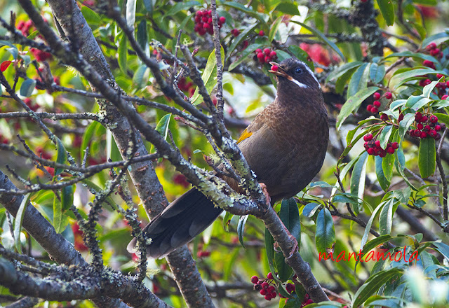 White-whiskered Laughinhthrush