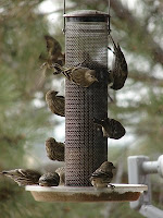 Custom Built Bird Houses