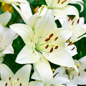 Meanings of lily flower