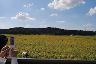 益子町ひまわり祭り2012