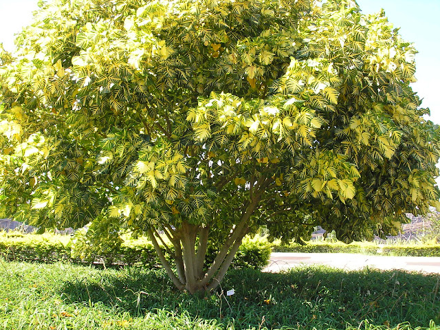 Dicas e cuidados sobre a Eritrina-verde-amarela ou Erythrina variegata