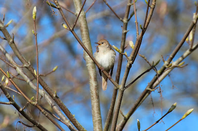 Nachtegaal - Geal - Luscinia megarhynchos