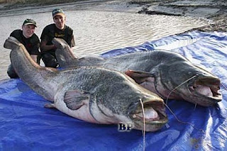 Predator_Sungai_Amazon_Catfish_1