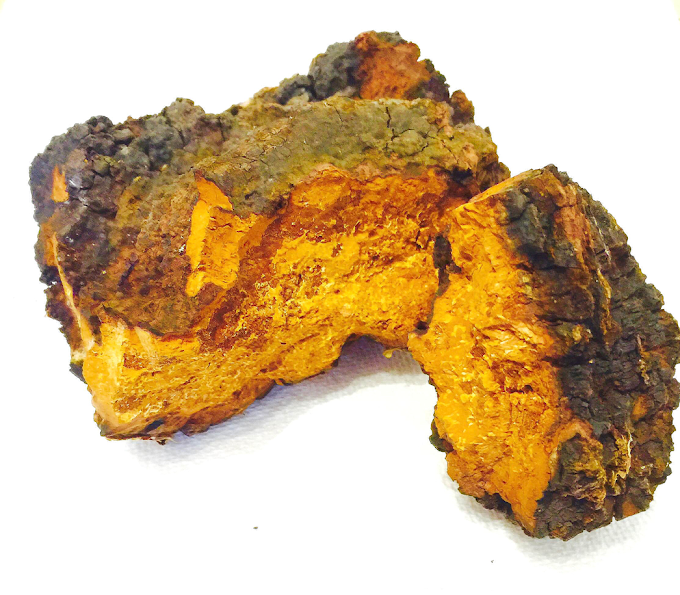 Chaga Mushroom Company in Gujarat | Chaga Mushroom Company in Gujarat | Biobritte mushroom company