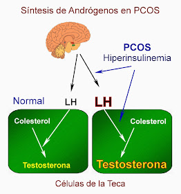 Síntesis de andrógenos en las células de la teca en el ovario en PCOS, SOP