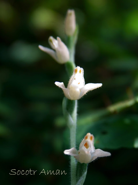 Goodyera schlechtendaliana