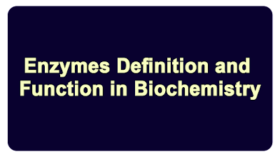 Enzymes Definition and Function in Biochemistry