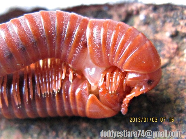 saat kawin, kaki seribu jantan menggunakan gonopod yang merupakan kaki yang termodifikasi yang terletak pada sekmen ke 7 untuk mentransfer spermanya