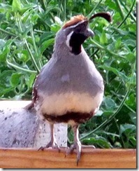 cu quail