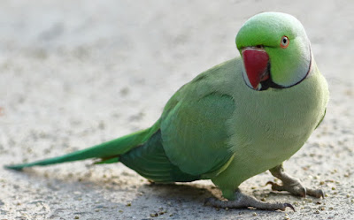 Rose-ringed Parakeet -resident