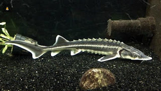 7 Jenis Ikan Sturgeon Paling Populer Di Dunia