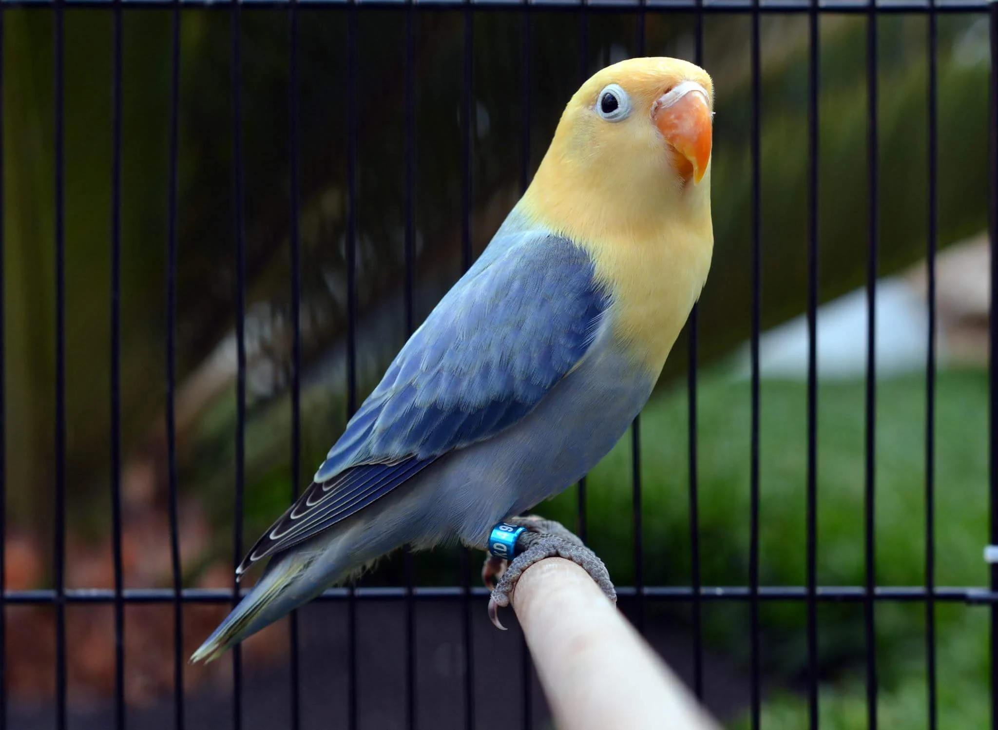 All About Split On Opaline Lovebird