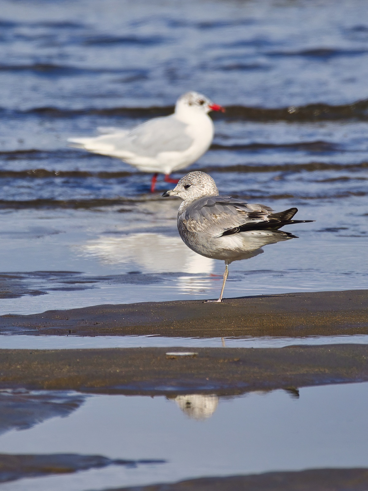 Gaviota cana