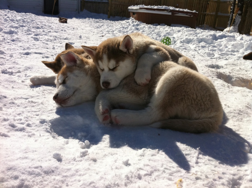huskies puppies in snow. huskies puppies in snow.