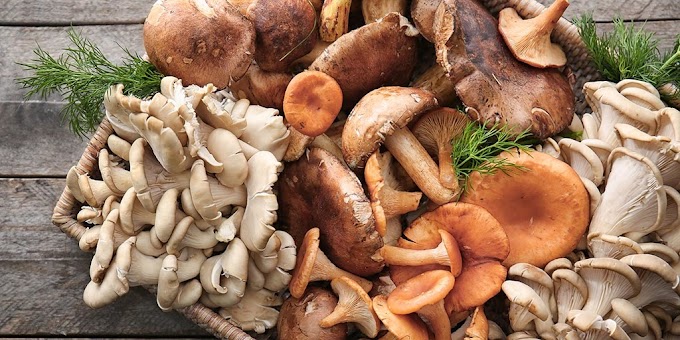 Truth: Are Mushrooms Truly Vegetarian
