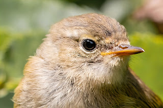 Chiffchaff DFBridgeman