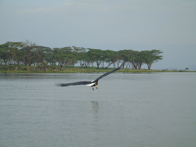 fish eagle lake navaisha lake safari kenya africa