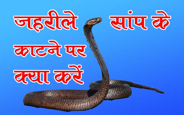 सांप के काटने पर क्या करें? (What to do when snake has bite)