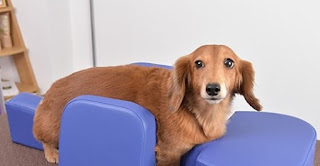 condicionamento pós cirurgia em cães