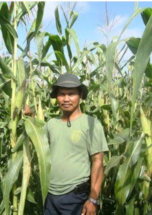 Pulang Pisau Budidaya Tanaman Jagung Di Desa Kantan Atas 