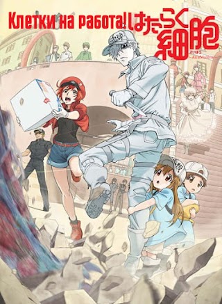 Hataraku Saibou / Cells at Work!