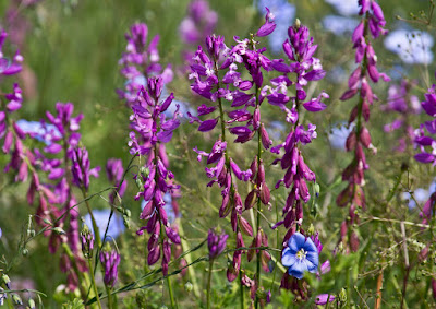 nagy pacsirtafű (Polygala major)