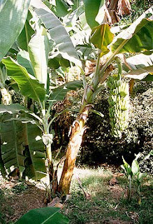 Pohon Pisang