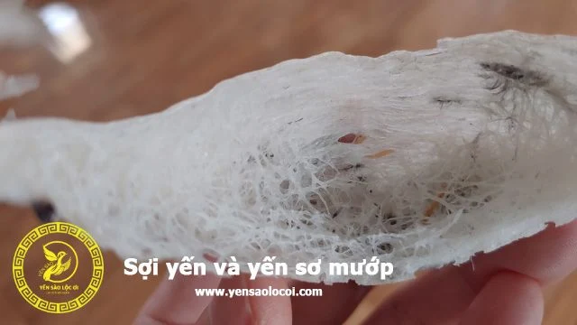 Sợi yến và yến xơ mướp