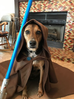 Star Wars, Dog Photo Shoot