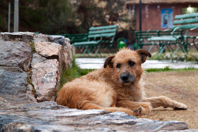 perro abandonado