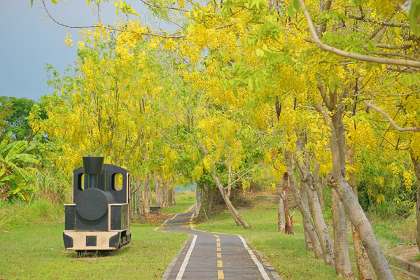 台南白河蓮鄉自行車道阿勃勒黃金雨就像黃金隧道美不勝收