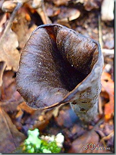 P1190506