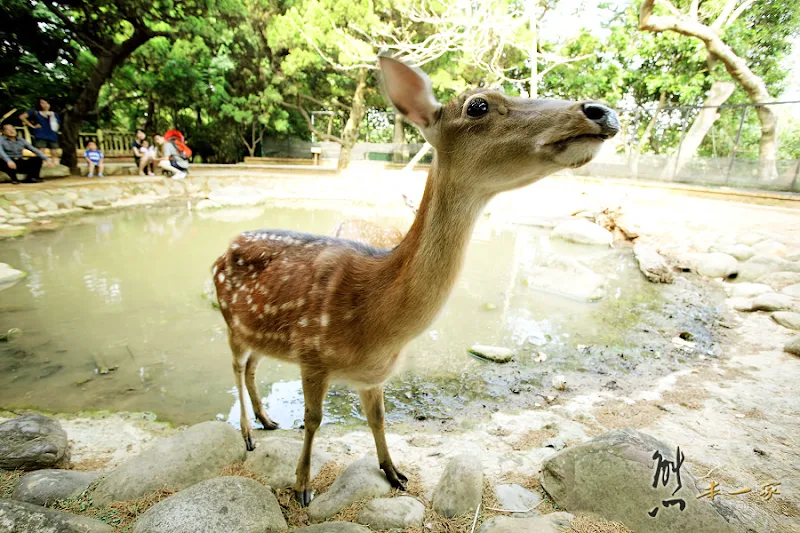 新竹親子遊｜新竹市立動物園~有日本奈良賞鹿的Fu