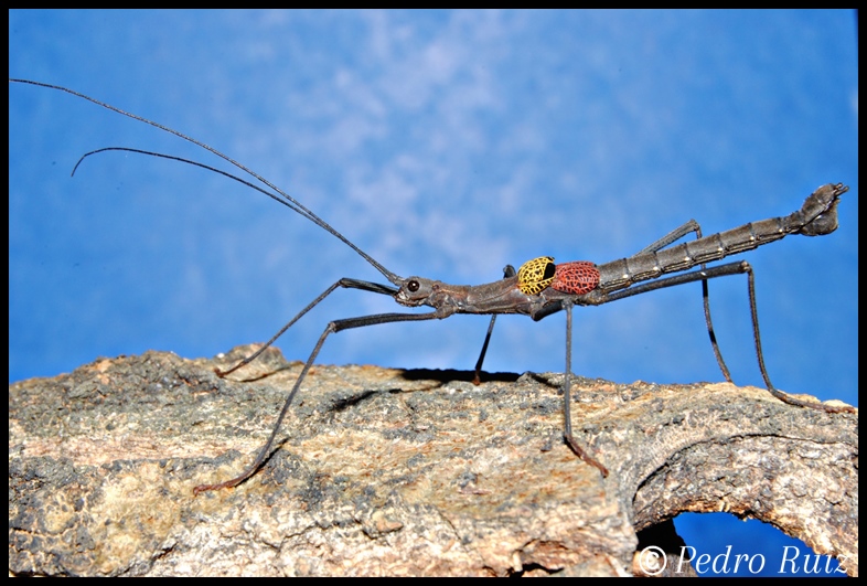 Macho adulto de Pseudophasma subapterum, 4 cm de longitud