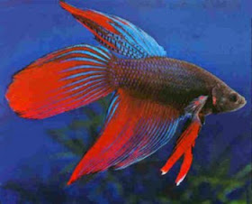 Fighting Fish