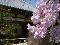 直ぐ近くにある月江山「印空寺」の紅しだれ。